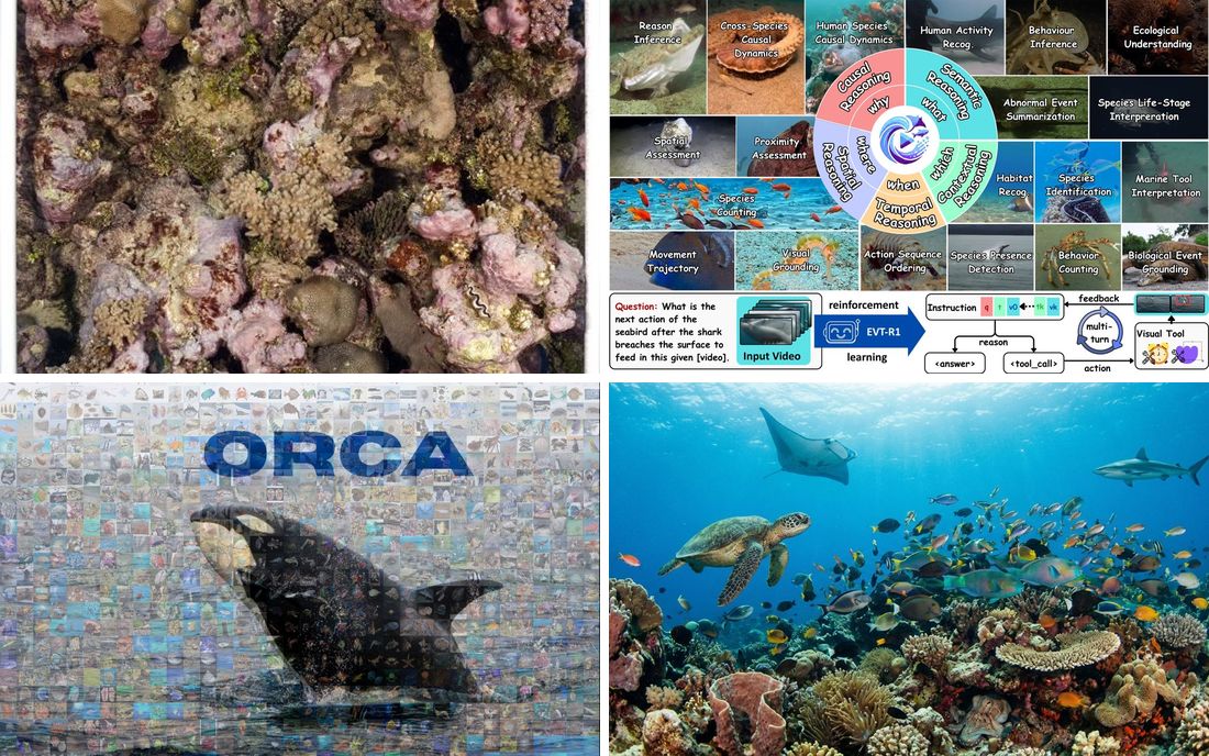 Collage of dataset images: coral segmentation, marine species and underwater video